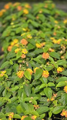 Orange Bicolor Lantana Camara Flowers